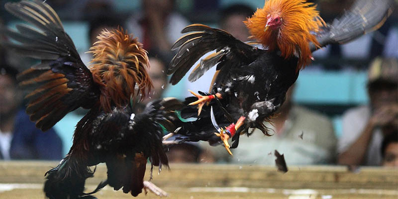 Đá Gà Cựa Dao: Trò Chơi Đặc Sắc Và Đỉnh Cao tại Jun88 Các trận đá gà cựa dao trực tiếp có điểm gì hấp dẫn?